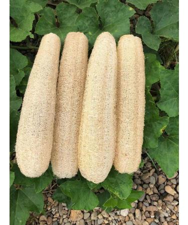YEMTAL Natural Loofah Sponges Organic Luffa Bath Shower Sponge Exfoliating Body Back Scrubber for Men Women Adults SPA Beauty Bathing Daily Care - 4 PCS 4 Pack