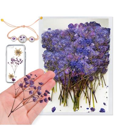 Pressed Dried Gypsophila Flowers 42PCS Purple Natural Real Dried Pressed Babysbreath Flowers with Stem Dry Flowers for Resin Jewelry DIY Phone Case Decor Crafts Candle Making