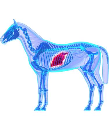 100% Pure Stone-ground Milk Thistle for Horses 1kg - Equine Detoxification immune support and liver health - Buy Online on SooperMarket.com