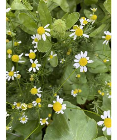 FLORA Organic Calendula & Chamomile Infused Sweet Almond Oil - 100% Pure Moisturizer for Dry Skin | Made in Canada | 1.7fl oz - Buy Online on SooperMarket.com