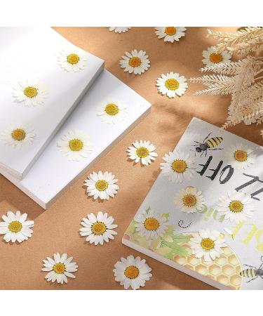 120 Real Dried Daisy Flowers - Natural DIY Petals for Scrapbooks & Art Decors (Primary Color) - Buy Online on SooperMarket.com