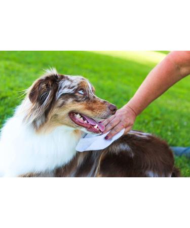 Earthbath Green Tea & Awapuhi Pet Grooming Wipes with Aloe Vera & Vitamin E - 100 Count (2 Pack) - Ideal for Dogs & Cats - Clean Dirty Paws and Undercoat Safely - Buy Online on SooperMarket.com