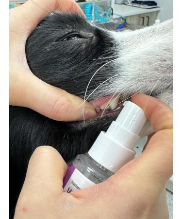 VETRADENT Oral Spray for Dogs & Cats with Biotrate Technology Fight Plaque & Tartar Freshen Breath Maintain & Promote Good Dental and Oral Hygiene 60ml Made in USA - Buy Online on SooperMarket.com