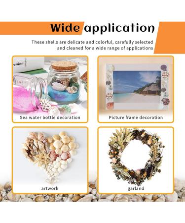 Weoxpr 200pcs Assorted Sea Shells for Fish Tank, Home Decor, Beach Theme Party, Candle Making, Wedding Decor - Natural Ocean Beach Seashells in Various Sizes for DIY Crafts - Buy Online on SooperMarket.com