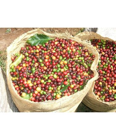 Moreish Coffee Roasters Strong Shit! Coffee Bags - Dark Roasted Blend (50 Count) - Buy Online on SooperMarket.com