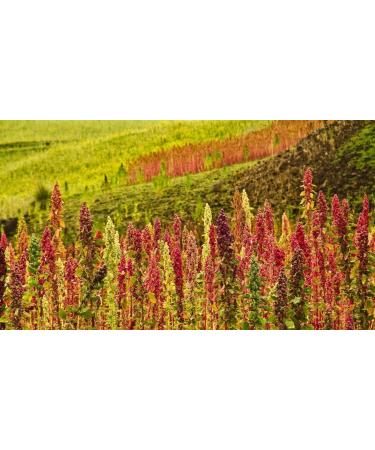 Organic Red Quinoa 5 lbs - Non-GMO, Whole Grain, Sproutable, Kosher, Vegan - Rich in Protein & Essential Amino Acids - Quick-Cooking Sirtfood Bulk - Ideal Rice & Pasta Replacement - Buy Online on SooperMarket.com