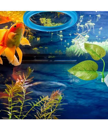 Aquarium Feeding Set: Fish Feeding Ring, Food Feeder, Spawning Bed, Betta Leaf Pad - 4 Pieces - Buy Online on SooperMarket.com