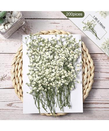 Dried Babys Breath Flowers Bulk - 200 Pcs Ivory White Gypsophila for Wedding, Christmas, and Crafts - Buy Online on SooperMarket.com