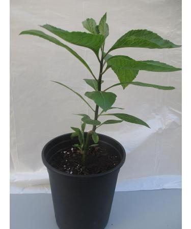 Bitter Leaf Plant - Vernonia amygdalina | Herbal Medicinal Benefits, Nutritional Value, Rich in Vitamins | Fresh Leafy Greens for Soup, Stew, Tea, Salad, Juice - Buy Online on SooperMarket.com