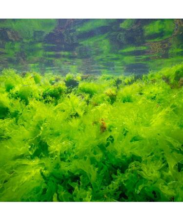 Organic Sea Salad Ulva Algae Flakes - Dried Atlantic Sea Lettuce | Raw Vegan Umami | 50g (2x25g) - Pureeraw - Buy Online on SooperMarket.com