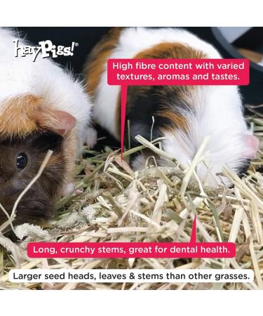 HayPigs Timothy Hay - Parent (1KG) 1 count (Pack of 1) - Buy Online on SooperMarket.com