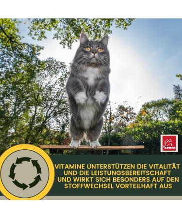 Emma Cat Vitamins 100ml | High Dose B Complex & Essential Nutrients for Immune Support | Vitamins A B12 D E Iron Zinc Selenium & L-Lysine - Buy Online on SooperMarket.com