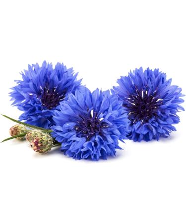 Pure Blue Cornflower Petals - Dried Grown in Germany - Natural Grown Herbal Flowers for for Homemade Lattes Tea Blends Bath Salts Gifts Crafts (Centaurea cyanus) - Buy Online on SooperMarket.com
