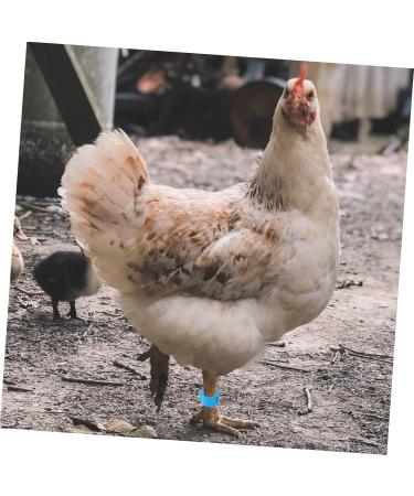 FRCOLOR 200 Pcs Pigeon Anklet Plastic Tags Chicken Foot Bands Dove Pigeon Foot Bands Baby Chicken Foot Ring 1X1X0.8CMx2pcs Bluex2pcs - Buy Online on SooperMarket.com