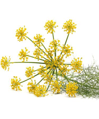 Outsidepride Fennel Herb Garden Plant - Bulb, Foliage & Seed for Cooking - 1oz - Buy Online on SooperMarket.com