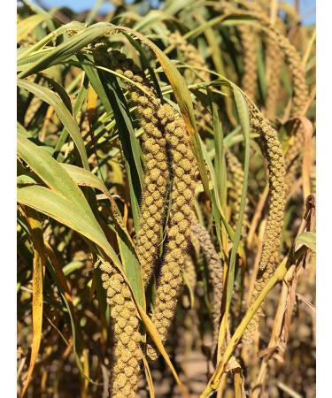 Nemeth Farms Spray Millet: GMO-Free Bird Treat & Supplement 1lb - No Stems, Only Edible Tops for Parakeets, Cockatiels, Lovebirds & Finches - Buy Online on SooperMarket.com