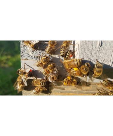 Black Seed Honey / Raw UK Honey / Organic Nigella Infused in British Honey Pure RAW Honey In Glass Jar (227g) - Buy Online on SooperMarket.com