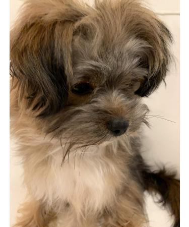 Roqsy Nature Dog Shampoo 500ml | Vegan Organic Natural for Long-Haired & Sensitive Skin | Allergy-Friendly for All Breeds & Fur Colors - Buy Online on SooperMarket.com