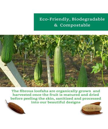 Organic Loofah Exfoliating Sponge (3 Pack) - Natural Body Scrubber - Biodegradable Bath Luffa Sponges - Buy Online on SooperMarket.com