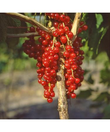 Red Currant 'Rovada ' - Half Standard in Container | Premium International Shipping - Buy Online on SooperMarket.com