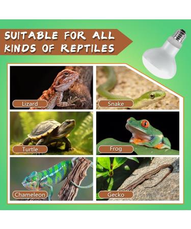 LUCKY HERP Reptile Heat Lamp 75W 2 Pack UVA Reptile Heat Lamp Bulb Amphibian Basking Spot Light Bulb Reptile Daylight Bulb for Turtle Bearded Dragon Lizard Heating Use 75W(2 Pack) - Buy Online on SooperMarket.com