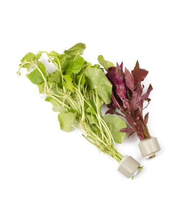 Lincspplants Mixed Amount of Tropical Aquatic Plants No Lead (10 Weighted Live Aquarium Plants (2 Bunches)) 10 Weighted Live Aquarium Plants ( 2 Bunches )