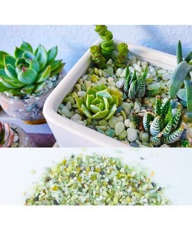 3lb Jade Bean Sand Stone Natural Top Dressing for Succulents & Cactus Bonsai Projects - Decorative Gravel for Terrarium & Fairy Garden - 5mm-8mm Light Green - Buy Online on SooperMarket.com