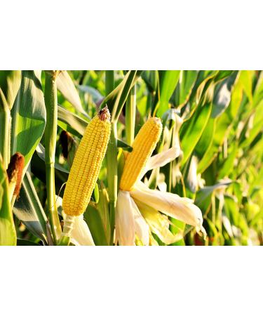 Organic Yellow Whole Corn 1.5 lbs - Non-GMO Maize, Vegan & Kosher Bulk Cereal Grain with B Vitamins - Thiamin & Folate - Buy Online on SooperMarket.com