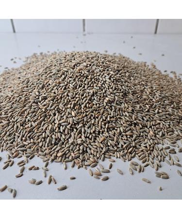 Mills Rye Grains 1kg - Fresh Whole Grain Cleaned Rye Kernels | High-Quality Rye from R tze Mill - Buy Online on SooperMarket.com