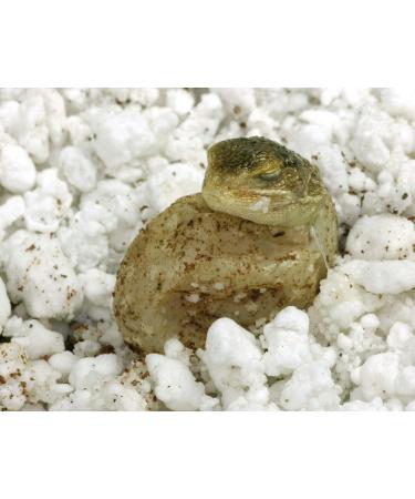 Buy Lucky Reptile HR-2 HatchRite 2L - Premium Breeding Substrate for Reptiles | Fast International Shipping - Buy Online on SooperMarket.com