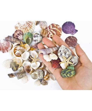 70+ pcs Famoby Sea Shells & Starfish for DIY Crafts & Beach Theme Decor - Buy Online on SooperMarket.com