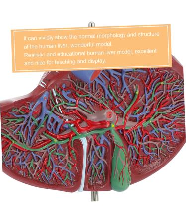 Baluue Liver Anatomical Model Liver Model with Base Anatomical Liver Model Human Body Gallbladder - Buy Online on SooperMarket.com