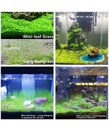 Freshwater Aquarium Plant Seeds Combo - Mini Leaf & Longhair Grass, Small Pearl - Fish Tank Terrarium Decor - Buy Online on SooperMarket.com
