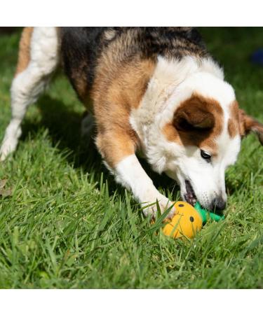 Petface Latex Pineapple Dog Toy - Large | Interactive and Durable Chew Toy - Buy Online on SooperMarket.com