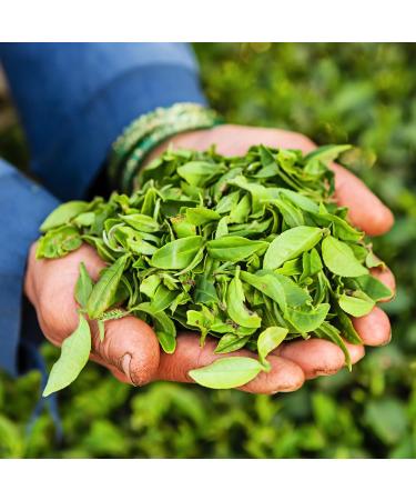 ZYANNA Darjeeling Tea First Flush - 100g Single Estate Whole Leaf Black Tea with Floral Notes | Teesta Valley Tea Estate - Buy Online on SooperMarket.com