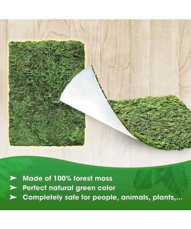 DUSPRO Moss Mat 2Pcs - Self Stick Moss for Crafts & Decor - 13x9.5 Inches - Ideal for Moss Wall Decor & Wedding Party - Green Sheet Moss - Buy Online on SooperMarket.com