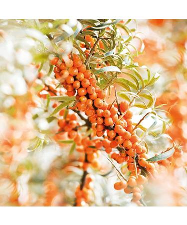 Weleda Sea Buckthorn 24H Roll-On Deodorant | Plant-Based, Aluminum-Free Odor Protection for Men & Women - 1.7 oz - Buy Online on SooperMarket.com