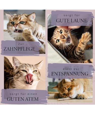 Buy Ne & No Gift Set with Natural Matatabi Sticks | 24 Dental Care Cat Sticks | Perfect Treats for Cats | International Shipping - Buy Online on SooperMarket.com