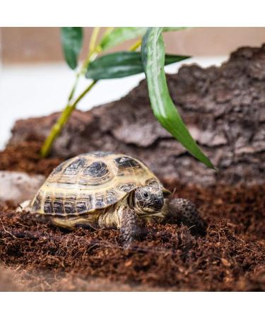 Humusziegel 2 x 650 grams of Coconut Litter for Reptiles Terrarium Substrate Terrarium Bedding Ground Coconut Tortoise Substrate Coconut Fibre Reptile Sand And Tortoise Bedding 650 g (Pack of 2) - Buy Online on SooperMarket.com