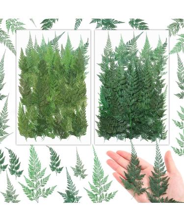 200 Pcs Dried Pressed Flowers Leaves Larkspur Flowers Small Dry Flowers Preserved Natural Ferns Real Dried Leaves Plant Leaf for Resin Arrangements Home Wedding Art DIY Crafts Decors (Green Leaf)