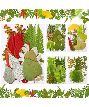 99 Pieces Pressed Leaves Real Dried Leaves Dried Plants Assorted for Resin  Plant Herbarium Leaves Natural Dry Leaves for Art Craft DIY  Jewelry Decoration  Handmade Bookmarks  5 Bags