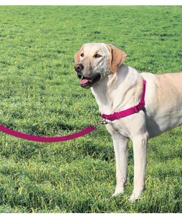 Buy PetSafe Easy Walk Harness - Anti-Pull Dog Harness (Size M Pink) with 1.8M Leash | Reduces Choking & Coughing - Shop Internationally! - Buy Online on SooperMarket.com
