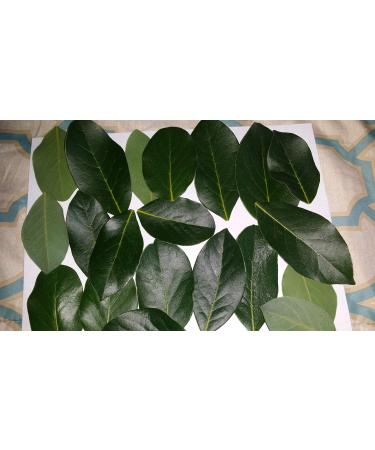 Fresh Bay Leaves Hoja Laurel 2 oz. Culinary Herbs