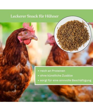 Blumixx Mealworms for Wild Birds & Small Animals - 800g Nutritious Dried Feed | Ideal Winter Bird Food & Pet Supplement - Buy Online on SooperMarket.com