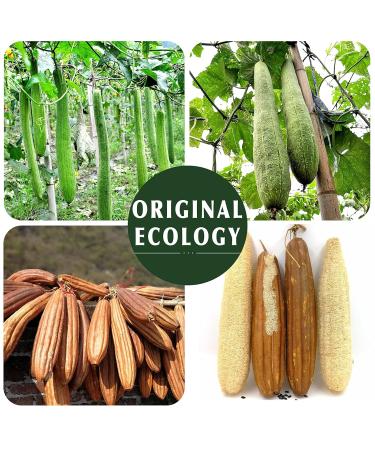 Natural Luffa Body Cloths - Eco-Friendly Biodegradable Shower Scrubs (4 Pack) for Men & Women - Buy Online on SooperMarket.com