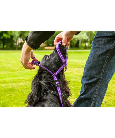 Shop Gencon Halfter - Premium Quality Horse Halters | International Shipping Available - Buy Online on SooperMarket.com
