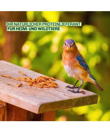 Blumixx Jan-Pet Premium Mealworms 2kg - Dried Bird Feed for Wild Birds Hedgehogs Squirrels Hamsters & Fish | All-Year Nutrition - Buy Online on SooperMarket.com