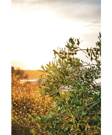 Buy Solivellas Extra Virgin Olive Oil Oli de Mallorca 500ml - Authentic Spanish Olive Oil for Your Kitchen - Buy Online on SooperMarket.com