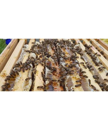 Black Seed Honey / Raw UK Honey / Organic Nigella Infused in British Honey Pure RAW Honey In Glass Jar (227g) - Buy Online on SooperMarket.com