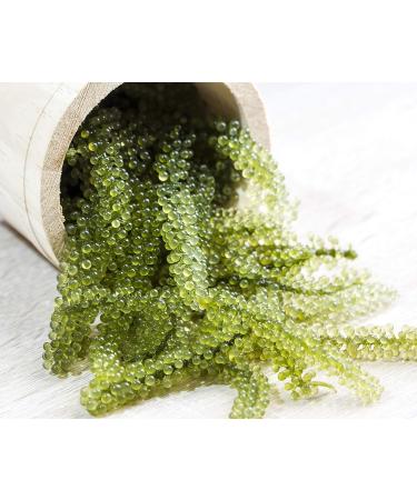 Umibudo Sea Grapes - Delectable Green Caviar Seaweed, 1.76oz/50g - Rehydrates to 1/2 Pound - Brine Dehydrated - Buy Online on SooperMarket.com